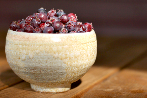 serviceberries 583p