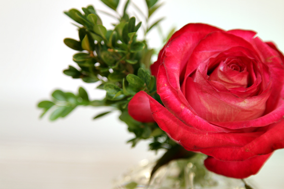 Red rose single 583p