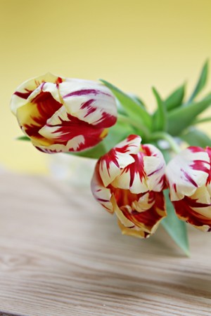 IMG_8604 Bicolor tulips