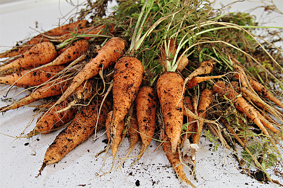 Food and Style - Carrots just picked from the garden